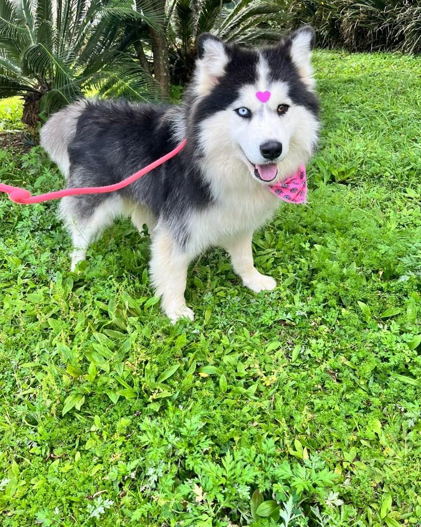 Lola, cadela de porte médio para adoção em Curitiba - PR — foto 3 de 7