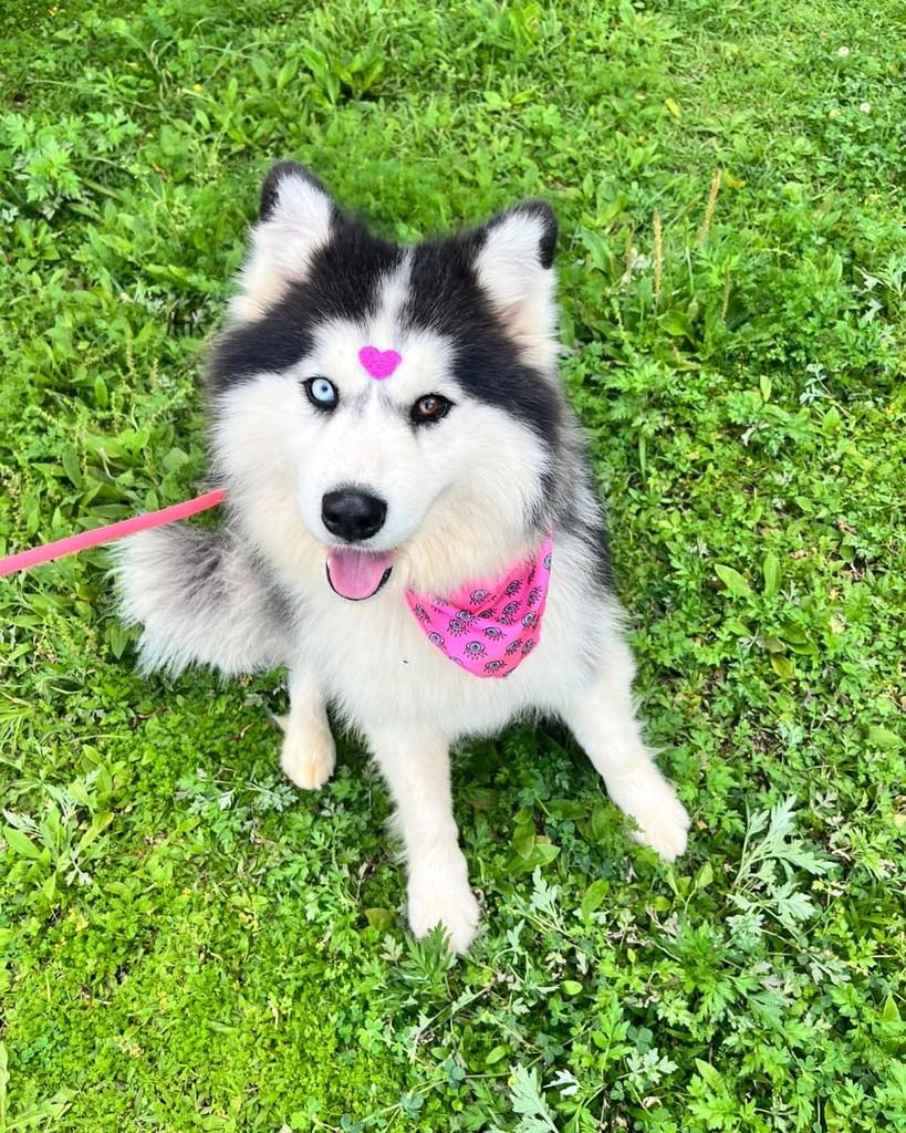 Lola, cadela de porte médio para adoção em Curitiba - PR — foto 4 de 7