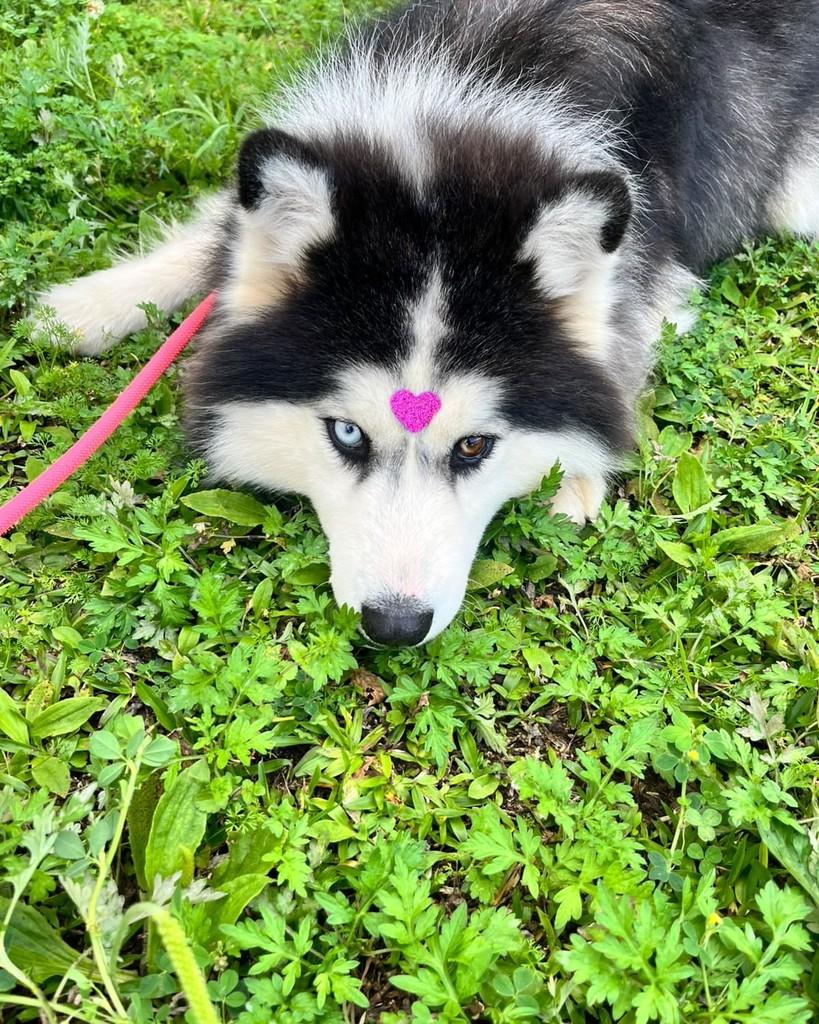 Lola, cadela de porte médio para adoção em Curitiba - PR — foto 5 de 7
