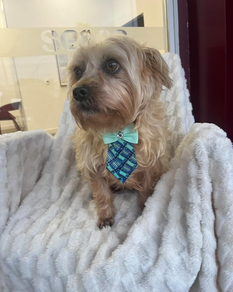 Joaquim, cachorro de porte pequeno para adoção em Curitiba - PR — foto 3 de 6