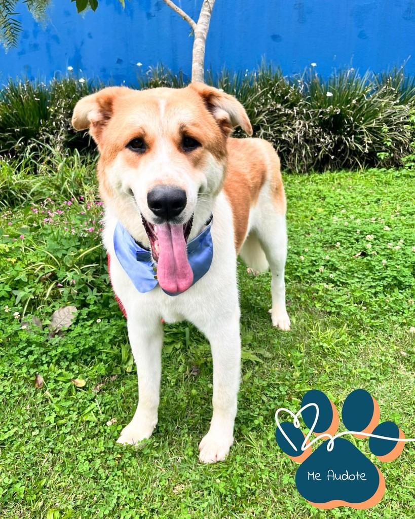 Romeu, cachorro de porte grande para adoção em Curitiba - PR