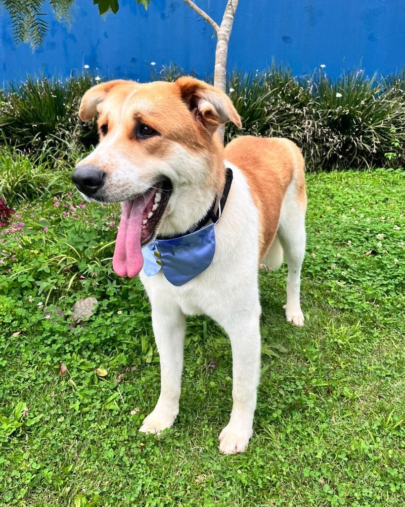 Romeu, cachorro de porte grande para adoção em Curitiba - PR — foto 2 de 6