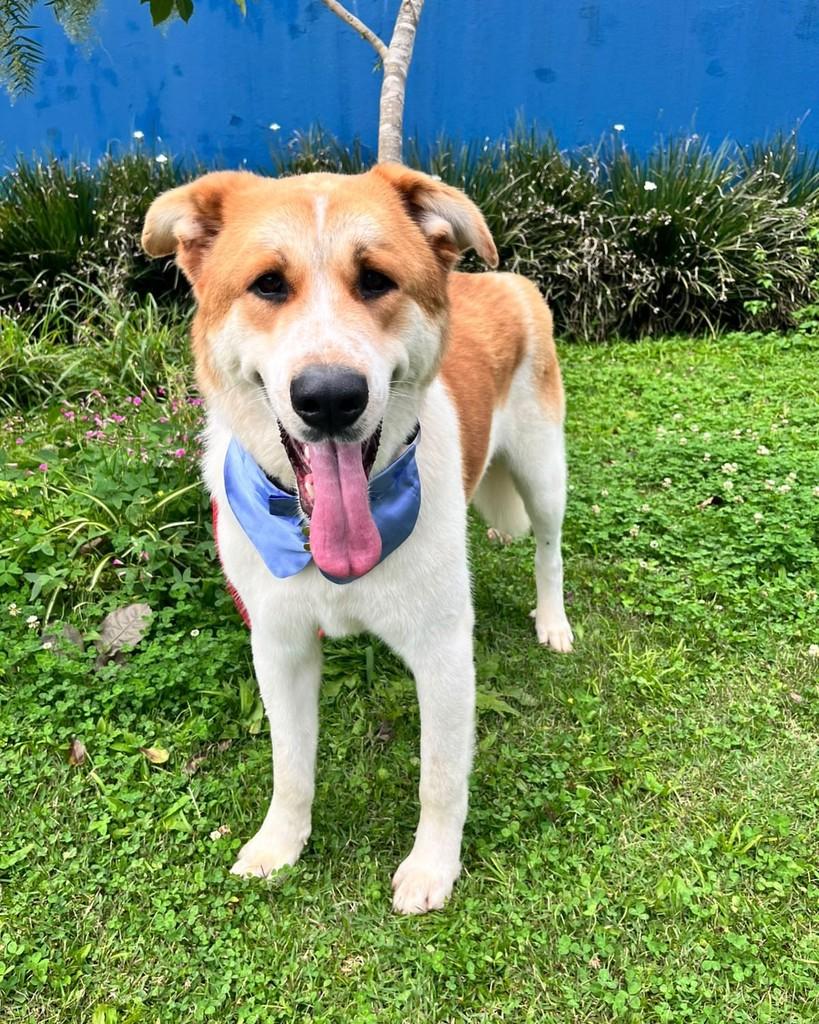 Romeu, cachorro de porte grande para adoção em Curitiba - PR — foto 3 de 6