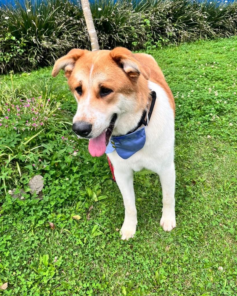 Romeu, cachorro de porte grande para adoção em Curitiba - PR — foto 4 de 6