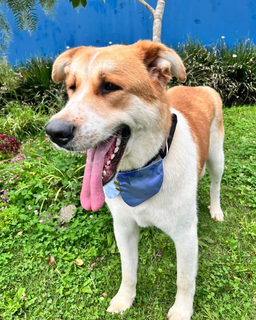 Romeu, cachorro de porte grande para adoção em Curitiba - PR — foto 5 de 6