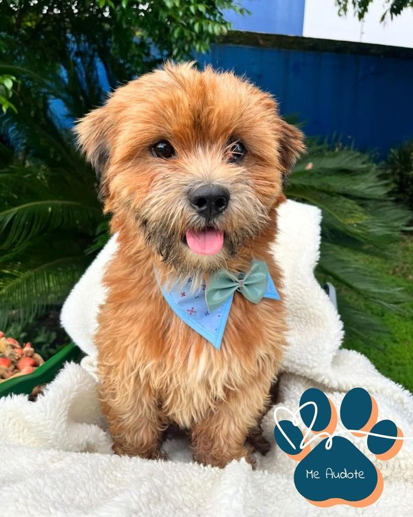 Bolinha, cachorro de porte pequeno para adoção em Curitiba - PR