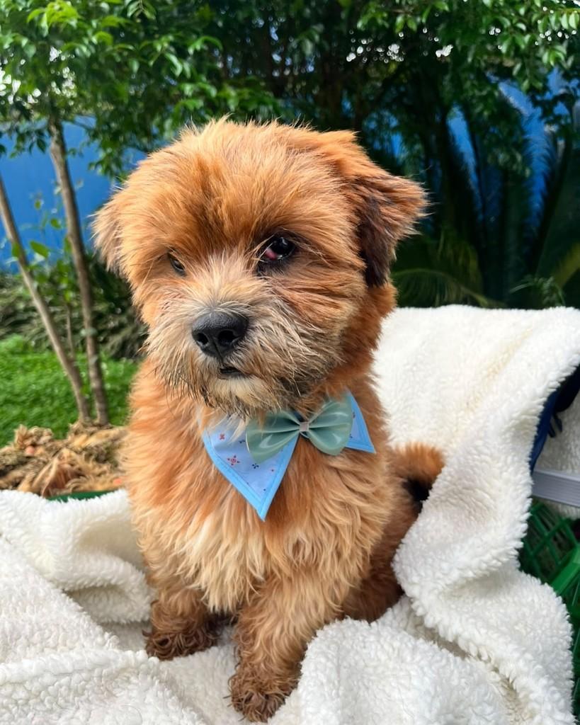 Bolinha, cachorro de porte pequeno para adoção em Curitiba - PR — foto 2 de 8