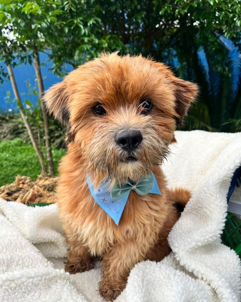 Bolinha, cachorro de porte pequeno para adoção em Curitiba - PR — foto 3 de 8