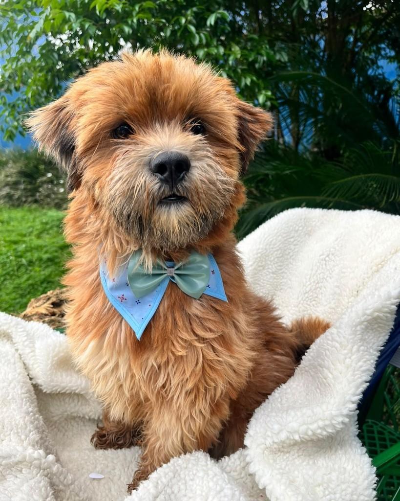 Bolinha, cachorro de porte pequeno para adoção em Curitiba - PR — foto 4 de 8
