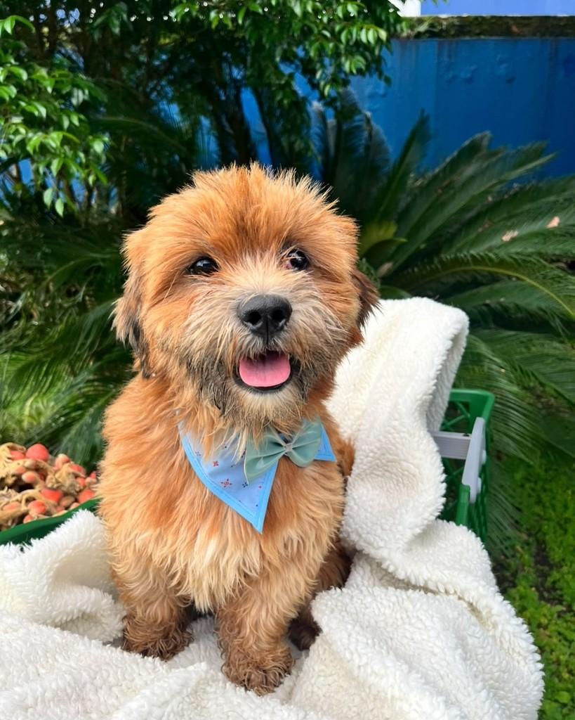 Bolinha, cachorro de porte pequeno para adoção em Curitiba - PR — foto 5 de 8