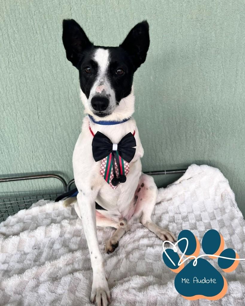 Gael, cachorro para adoção em Curitiba - PR