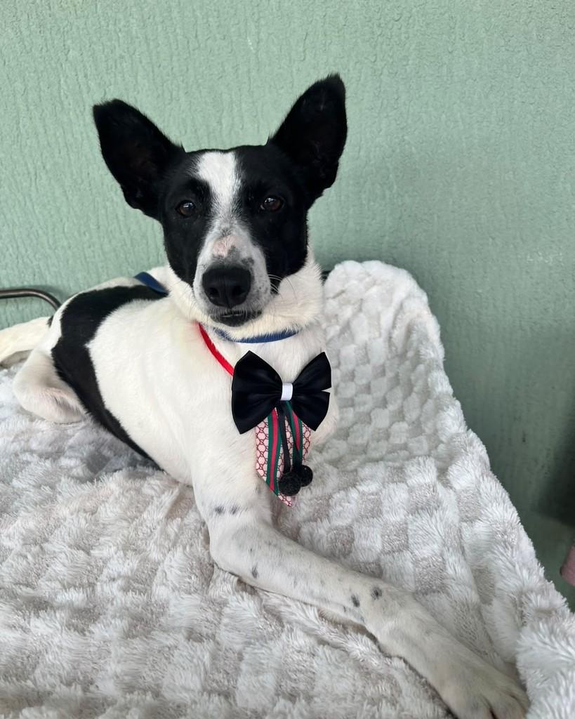 Gael, cachorro para adoção em Curitiba - PR — foto 2 de 5