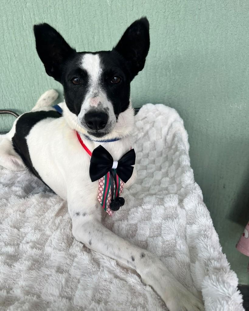 Gael, cachorro para adoção em Curitiba - PR — foto 3 de 5
