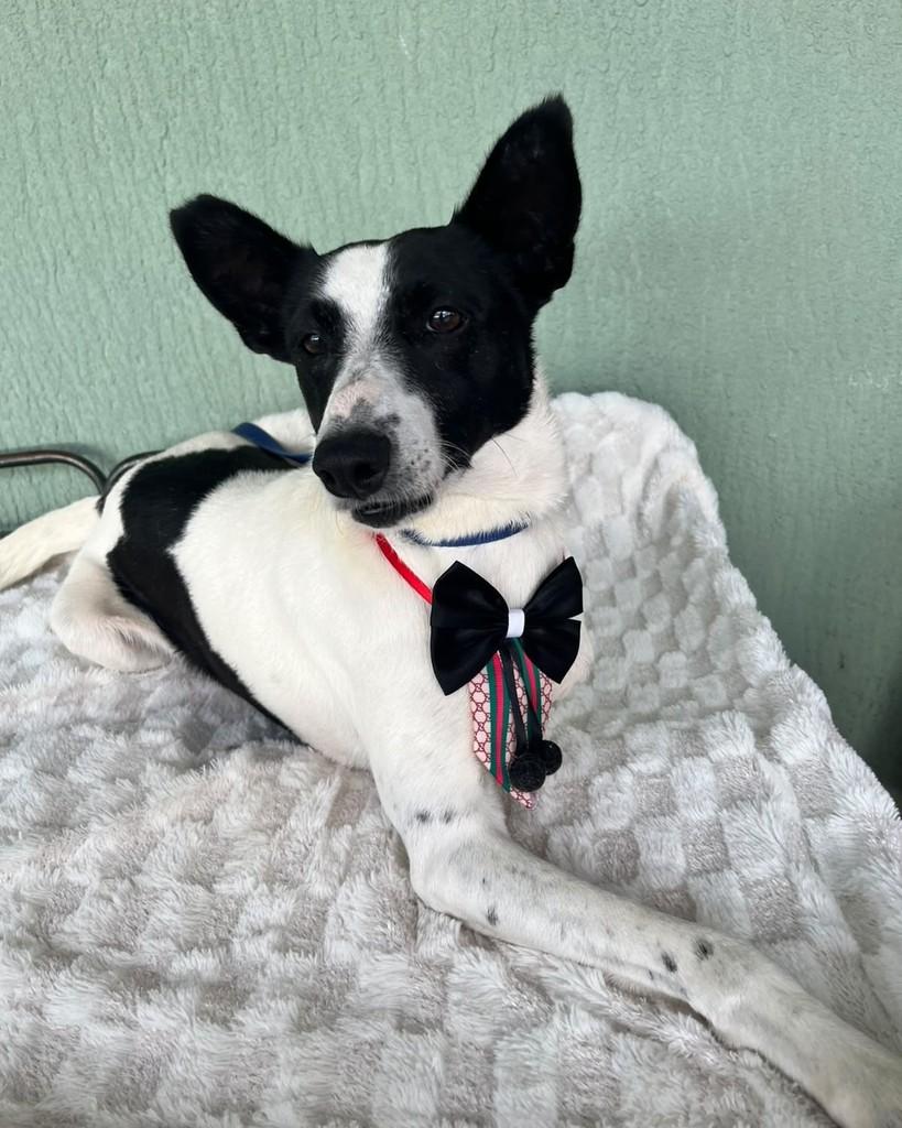 Gael, cachorro para adoção em Curitiba - PR — foto 4 de 5
