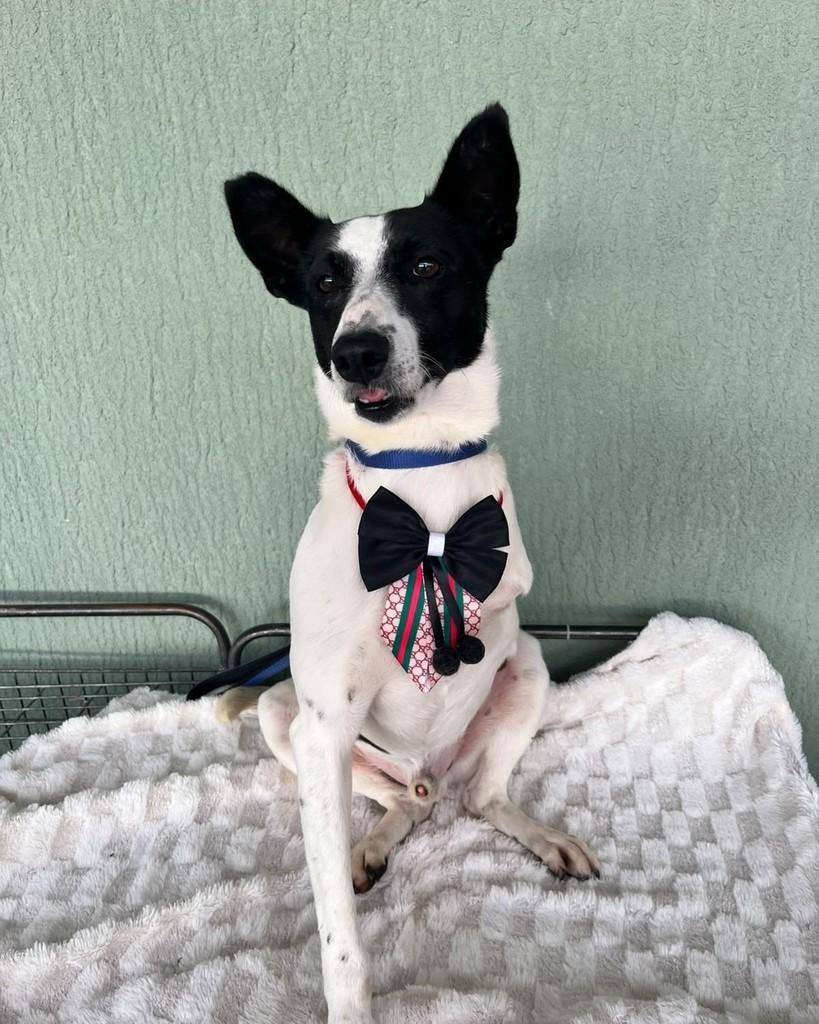 Gael, cachorro para adoção em Curitiba - PR — foto 5 de 5