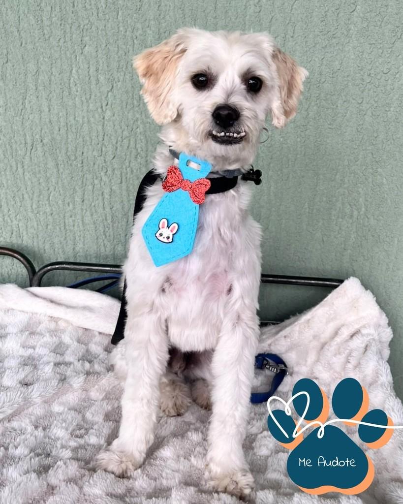 Back, cachorro de porte pequeno para adoção em Curitiba - PR
