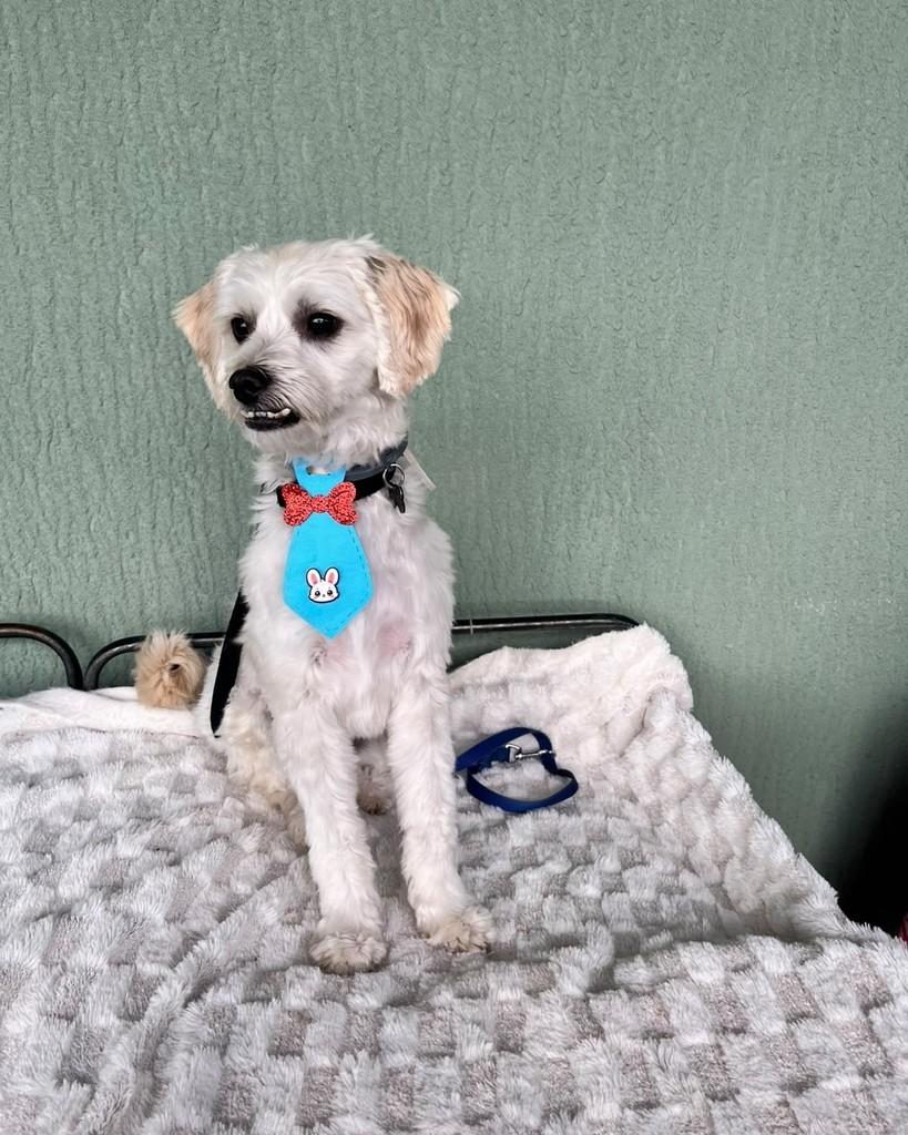Back, cachorro de porte pequeno para adoção em Curitiba - PR — foto 2 de 7
