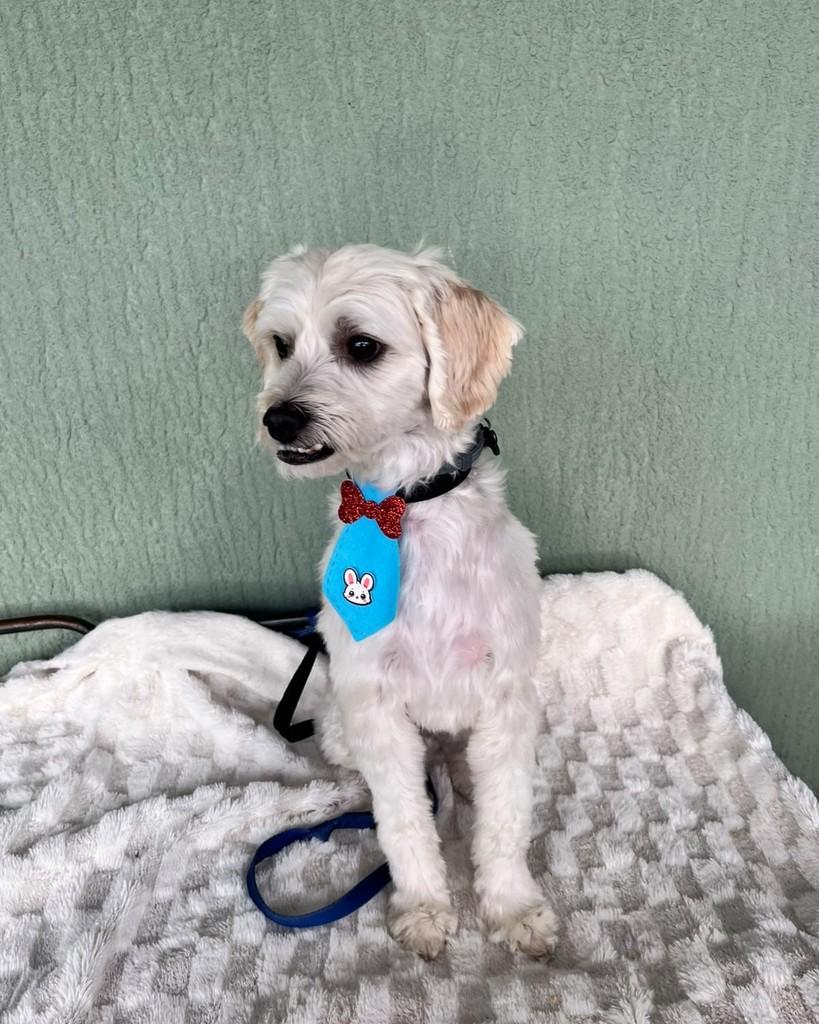 Back, cachorro de porte pequeno para adoção em Curitiba - PR — foto 3 de 7