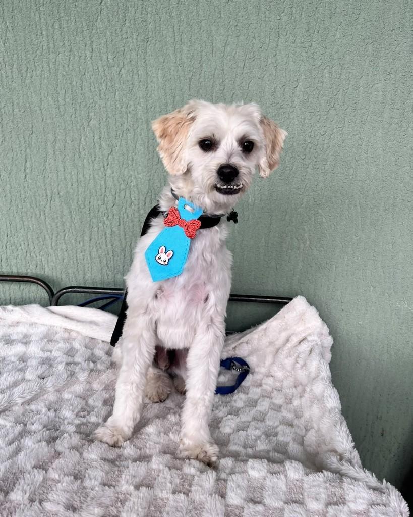Back, cachorro de porte pequeno para adoção em Curitiba - PR — foto 4 de 7