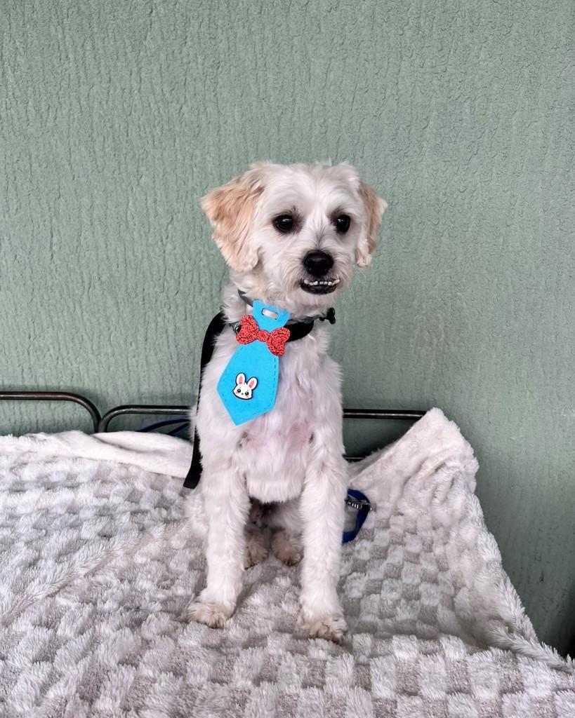 Back, cachorro de porte pequeno para adoção em Curitiba - PR — foto 5 de 7
