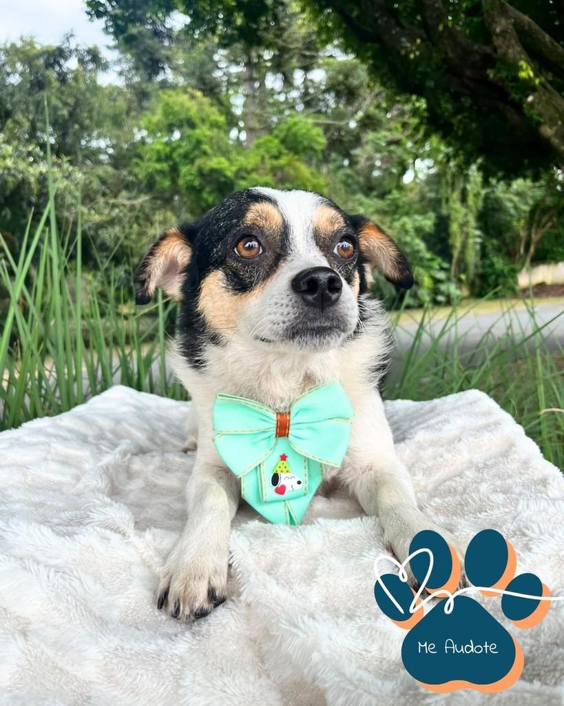 Milo, cachorro de porte pequeno para adoção em Curitiba - PR