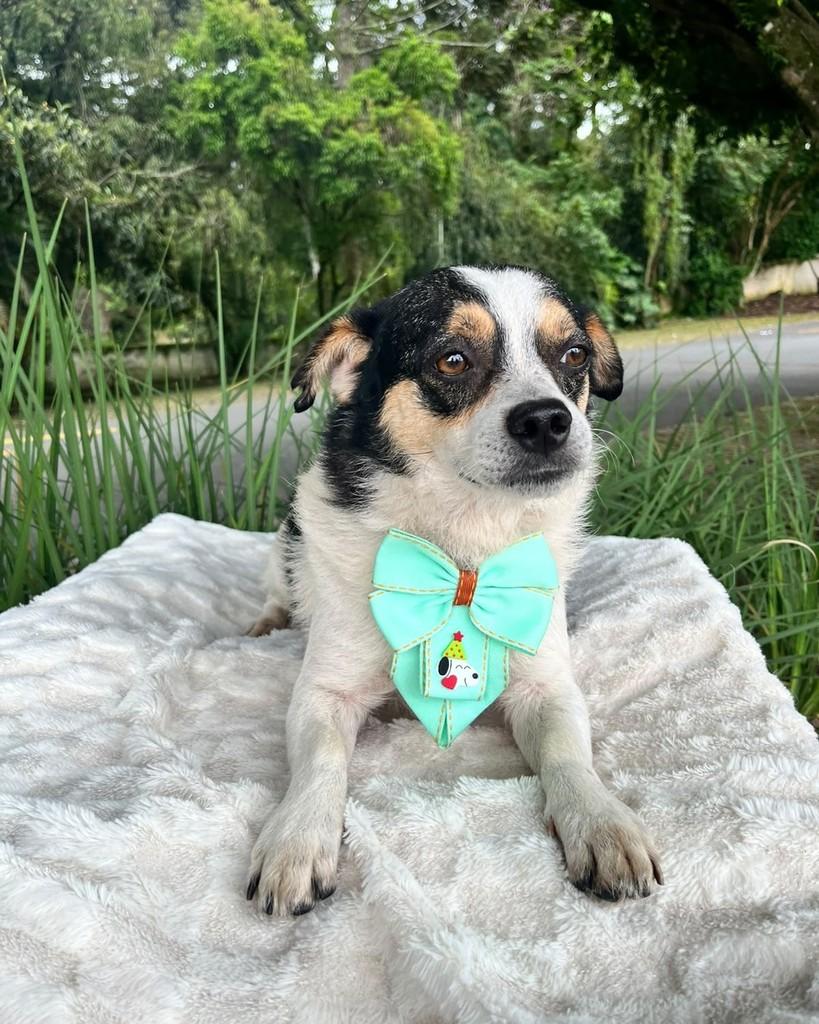 Milo, cachorro de porte pequeno para adoção em Curitiba - PR — foto 2 de 7