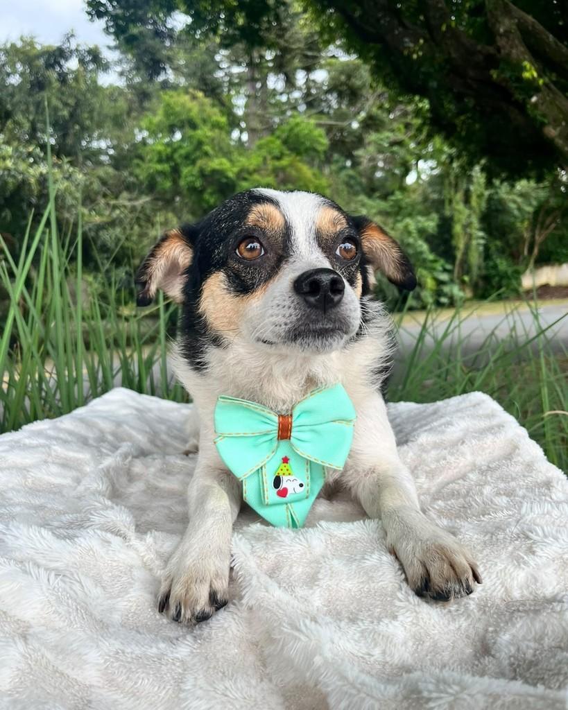 Milo, cachorro de porte pequeno para adoção em Curitiba - PR — foto 3 de 7