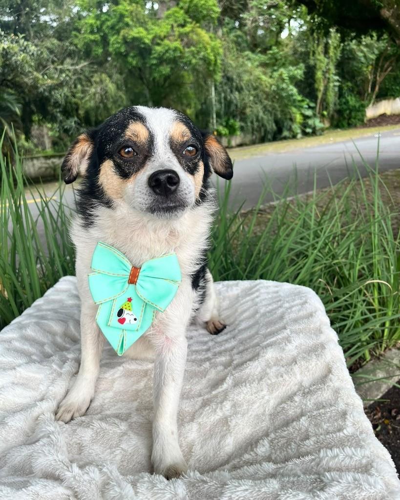 Milo, cachorro de porte pequeno para adoção em Curitiba - PR — foto 4 de 7