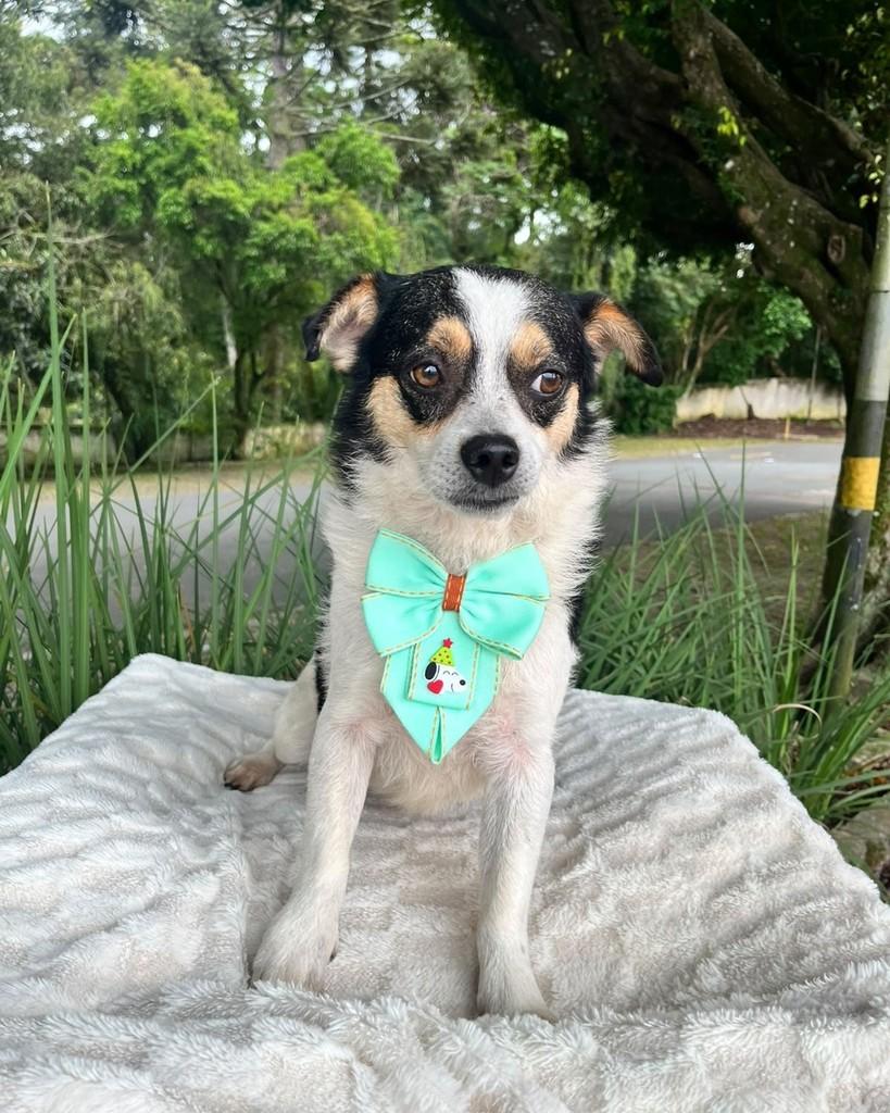 Milo, cachorro de porte pequeno para adoção em Curitiba - PR — foto 5 de 7