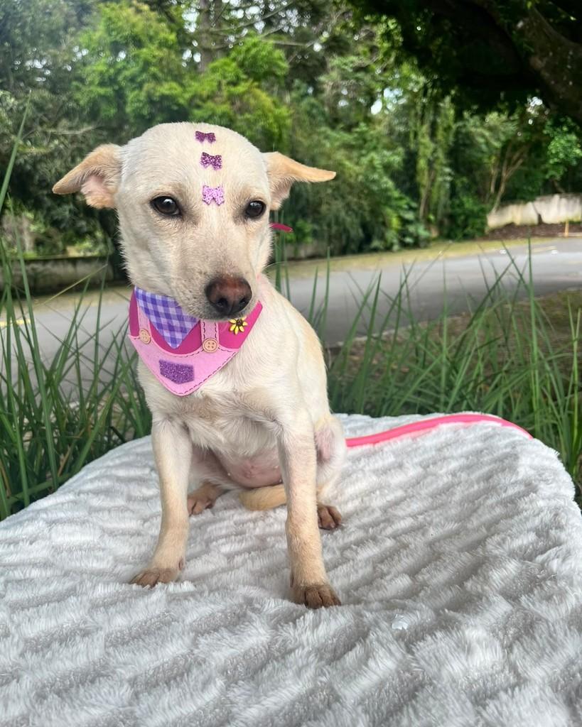 Manu, cadela de porte pequeno para adoção em Curitiba - PR — foto 2 de 5