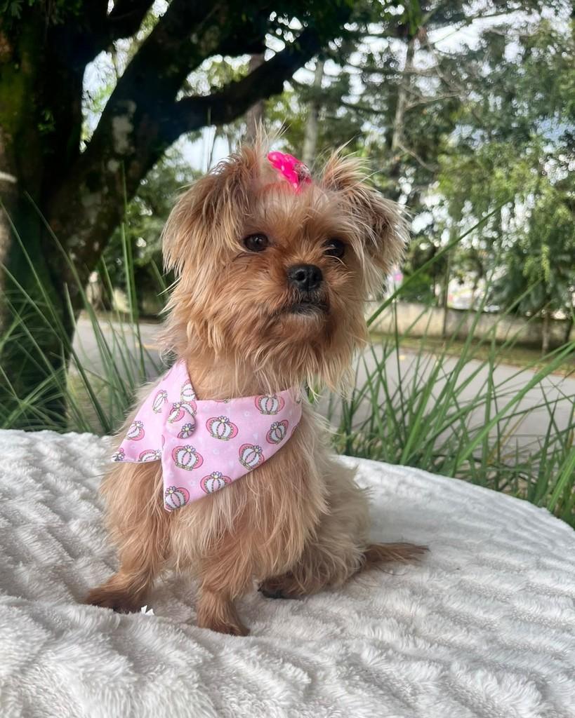 Bia, cadela de porte pequeno para adoção em Curitiba - PR — foto 3 de 6