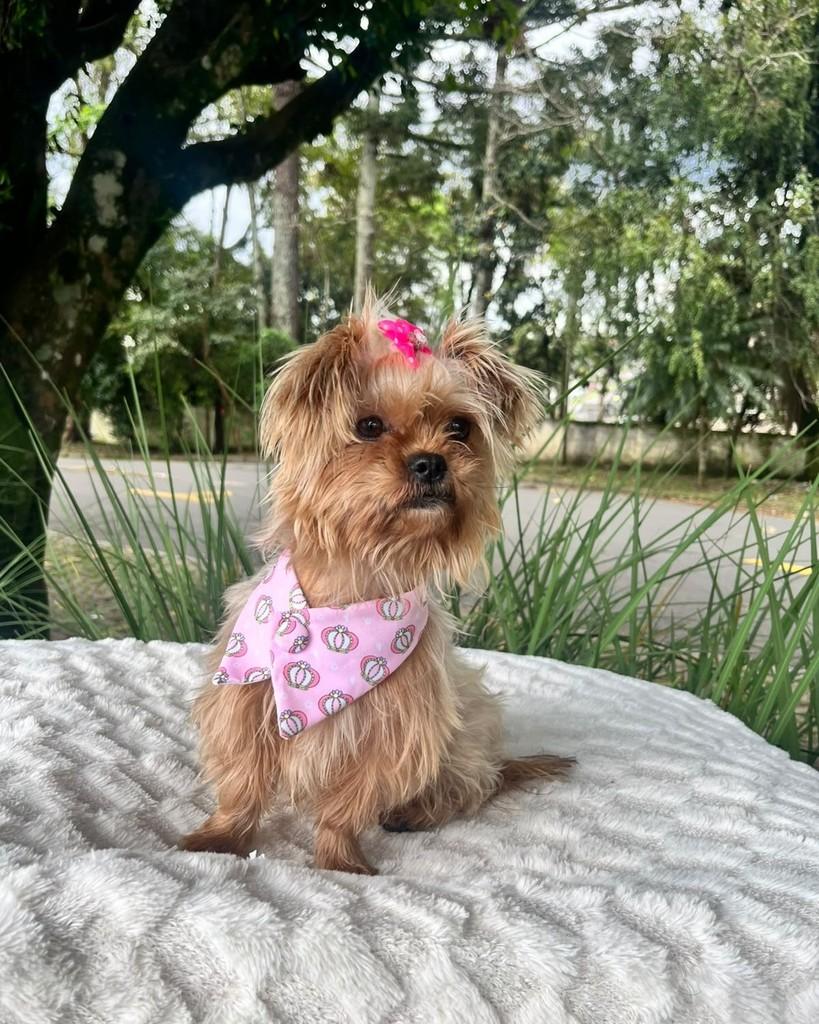 Bia, cadela de porte pequeno para adoção em Curitiba - PR — foto 5 de 6
