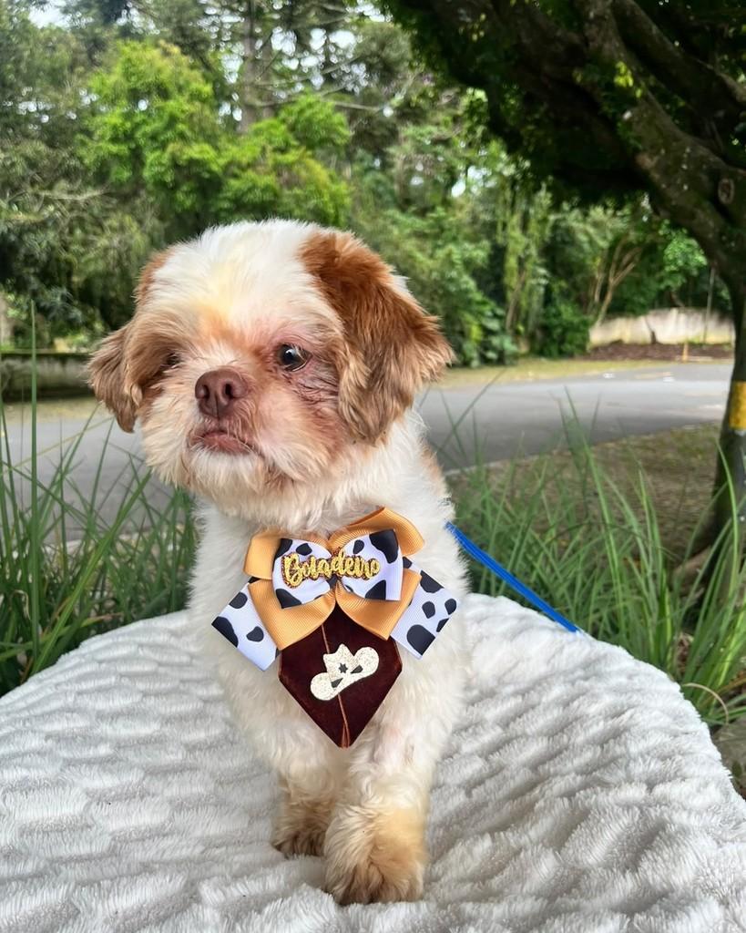 Pietro, cachorro de porte pequeno para adoção em Curitiba - PR — foto 2 de 6