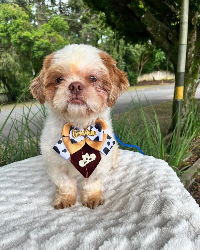 Pietro, cachorro de porte pequeno para adoção em Curitiba - PR — foto 3 de 6