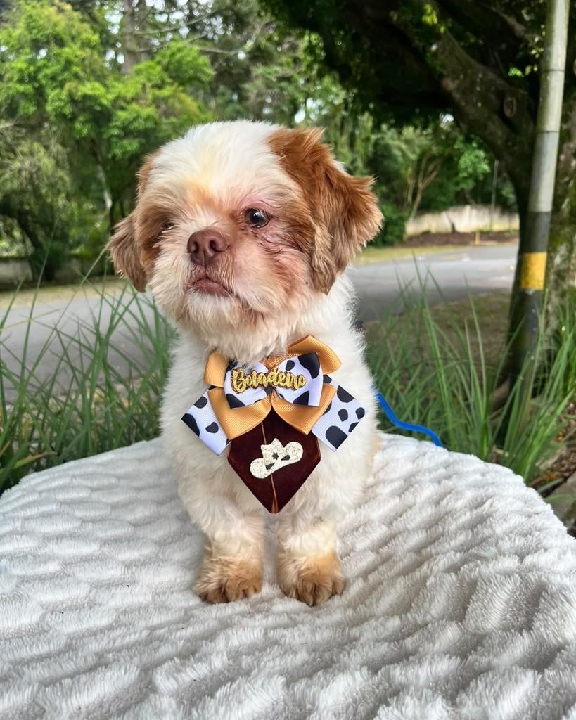 Pietro, cachorro de porte pequeno para adoção em Curitiba - PR — foto 4 de 6