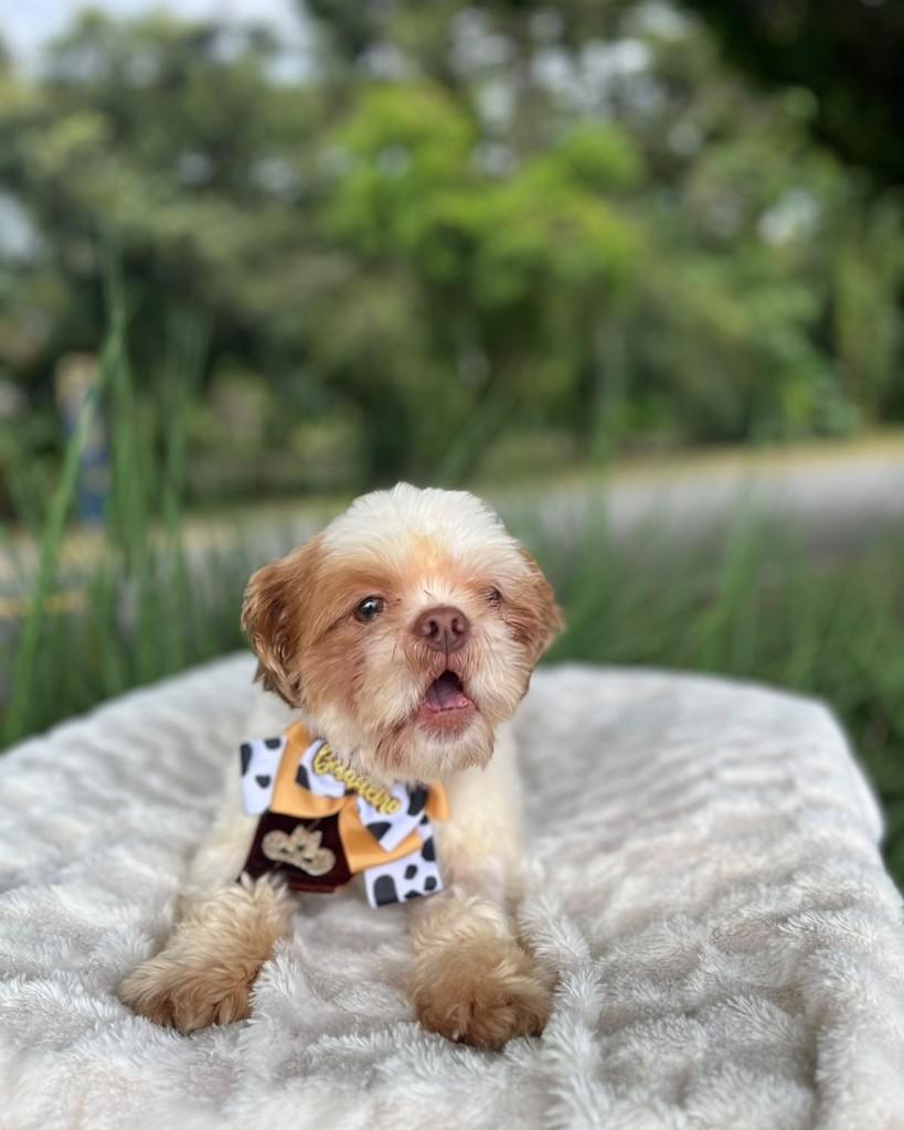 Pietro, cachorro de porte pequeno para adoção em Curitiba - PR — foto 5 de 6