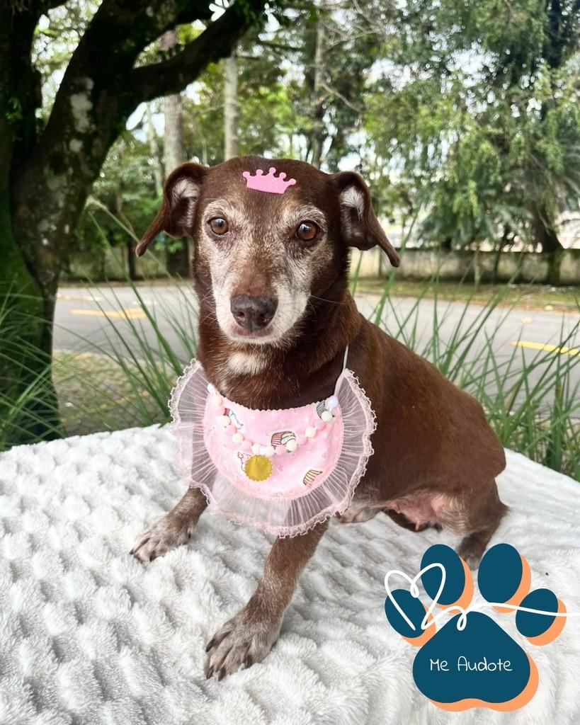 Canela, cadela de porte pequeno para adoção em Curitiba - PR