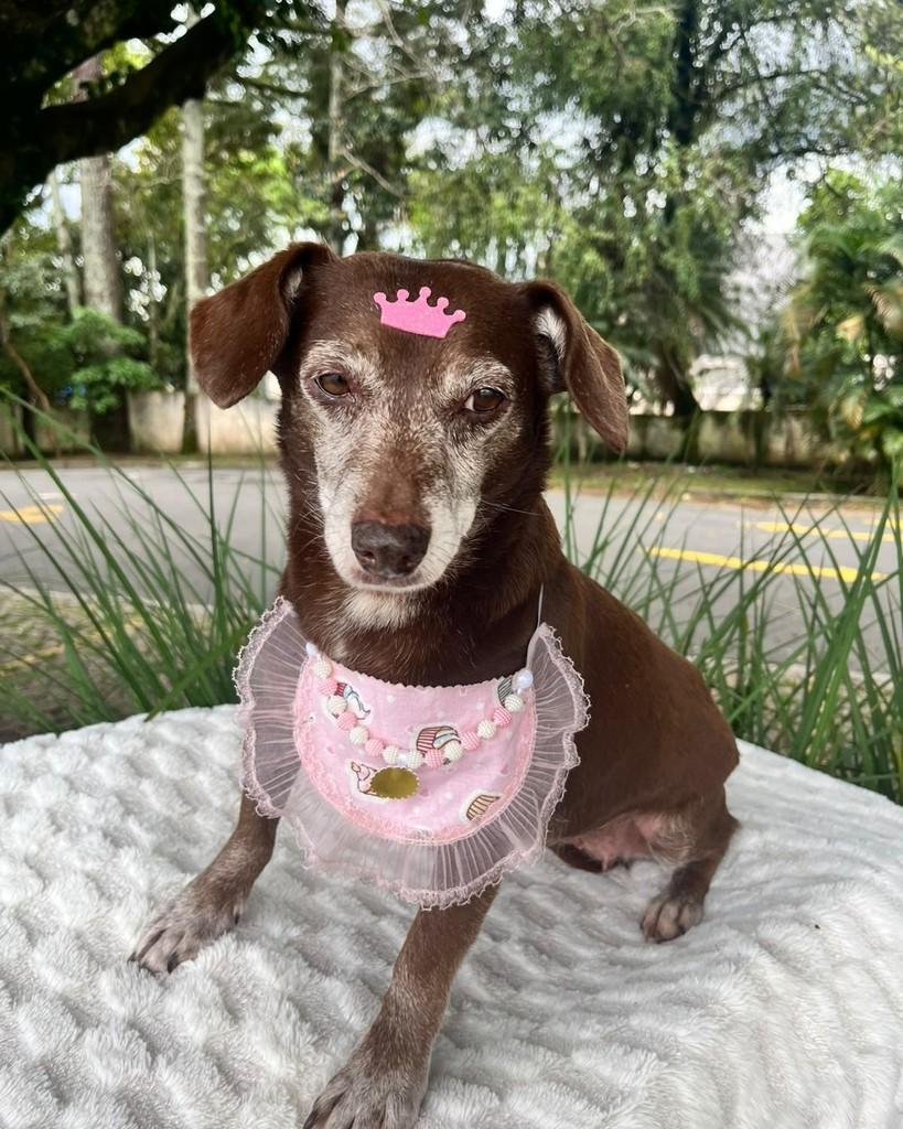 Canela, cadela de porte pequeno para adoção em Curitiba - PR — foto 2 de 5
