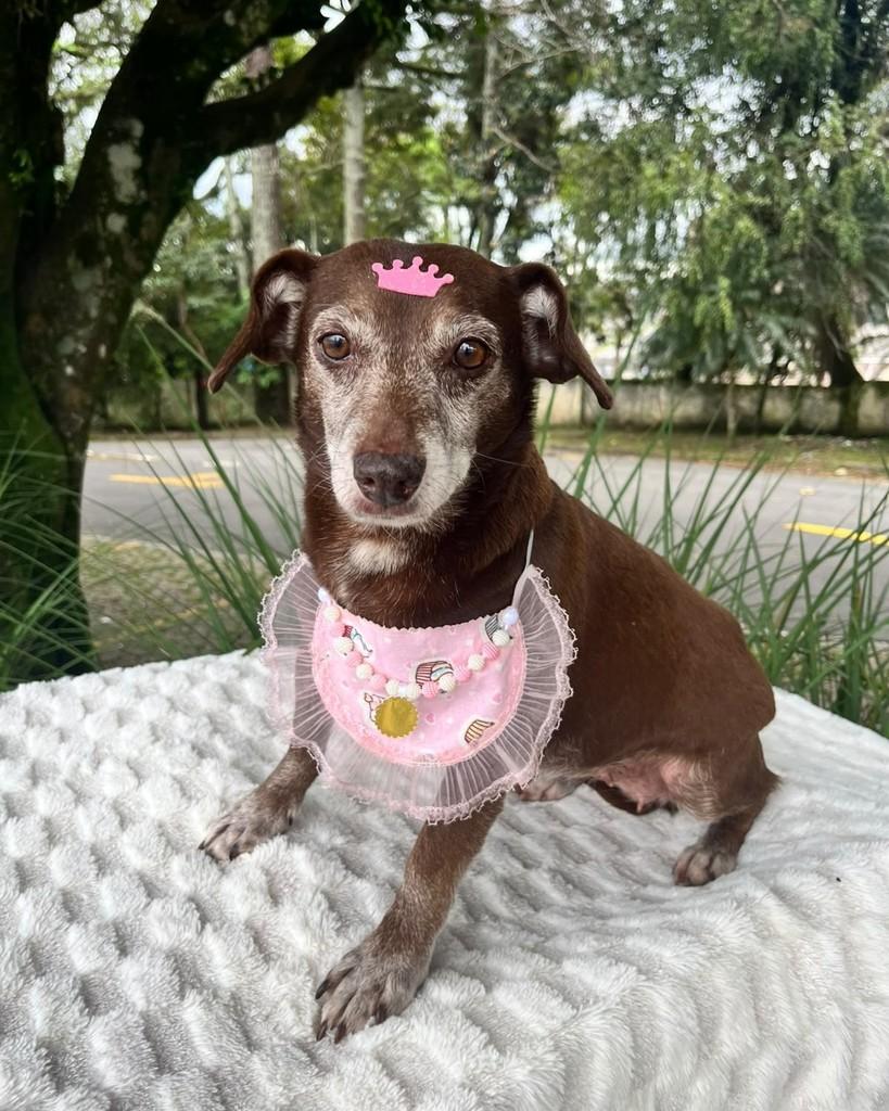 Canela, cadela de porte pequeno para adoção em Curitiba - PR — foto 3 de 5