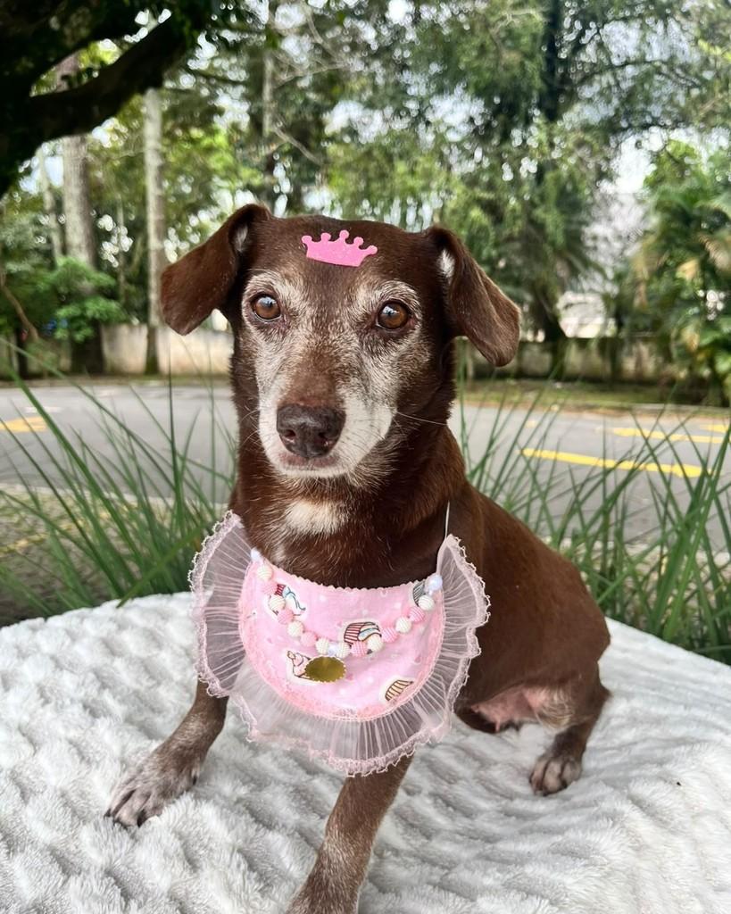 Canela, cadela de porte pequeno para adoção em Curitiba - PR — foto 4 de 5