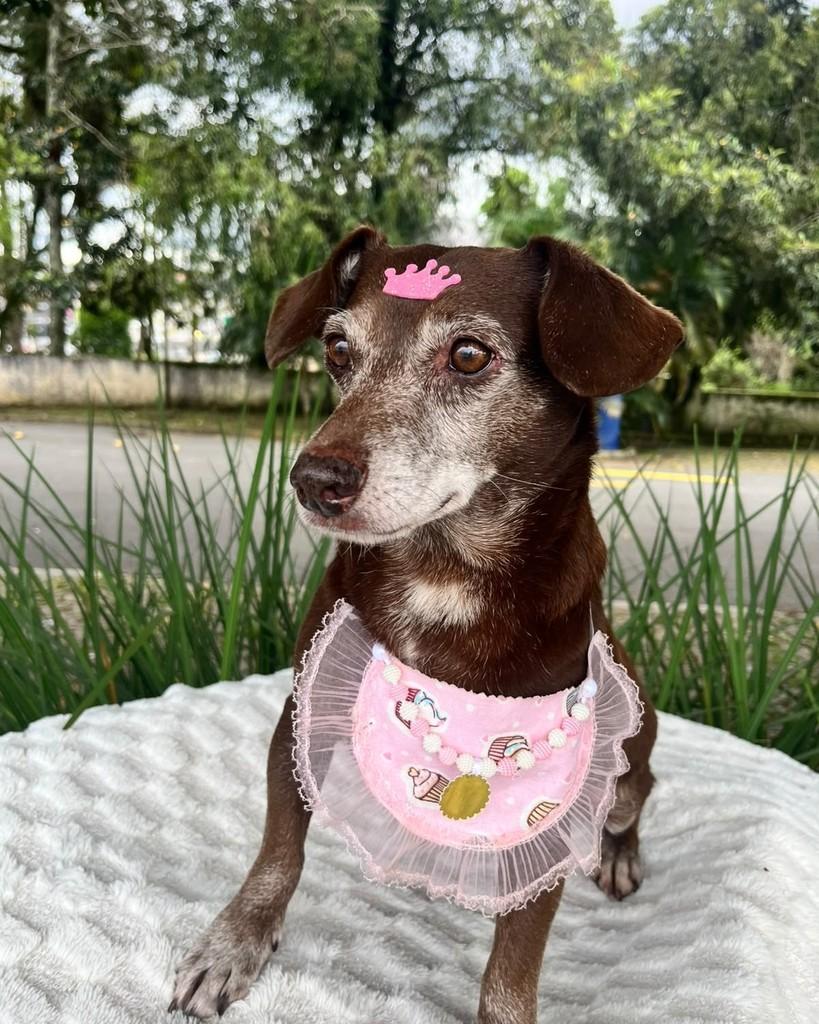 Canela, cadela de porte pequeno para adoção em Curitiba - PR — foto 5 de 5