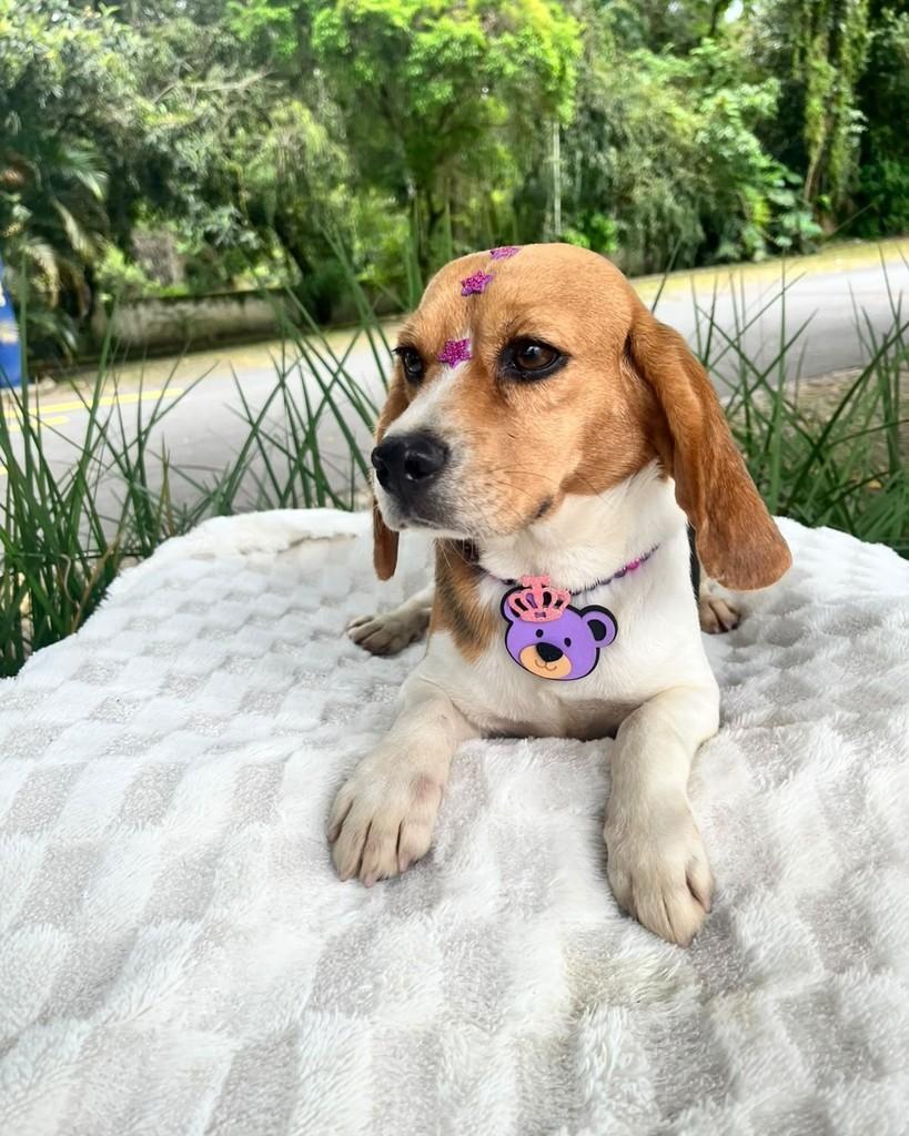 Anabel, cadela de porte pequeno para adoção em Curitiba - PR — foto 3 de 8
