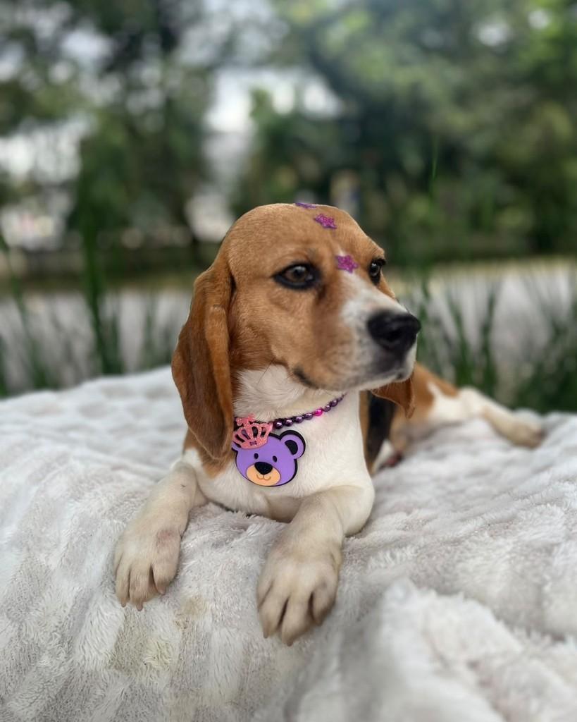 Anabel, cadela de porte pequeno para adoção em Curitiba - PR — foto 5 de 8