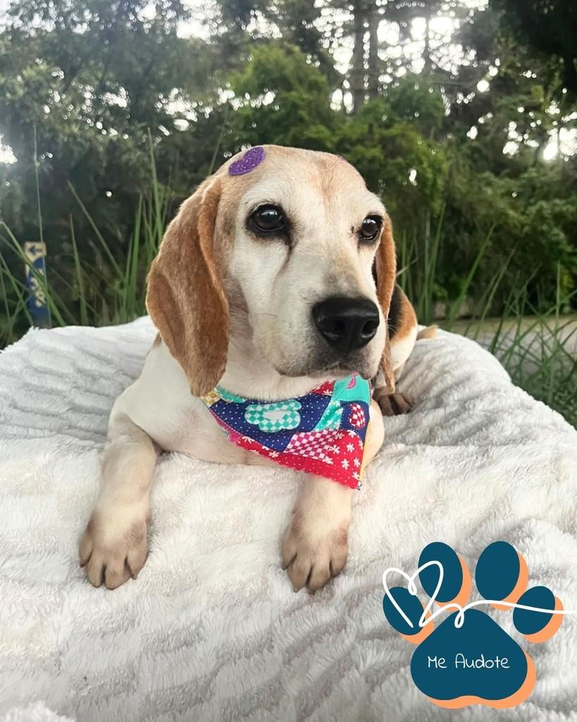 Molly, cadela de porte pequeno para adoção em Curitiba - PR