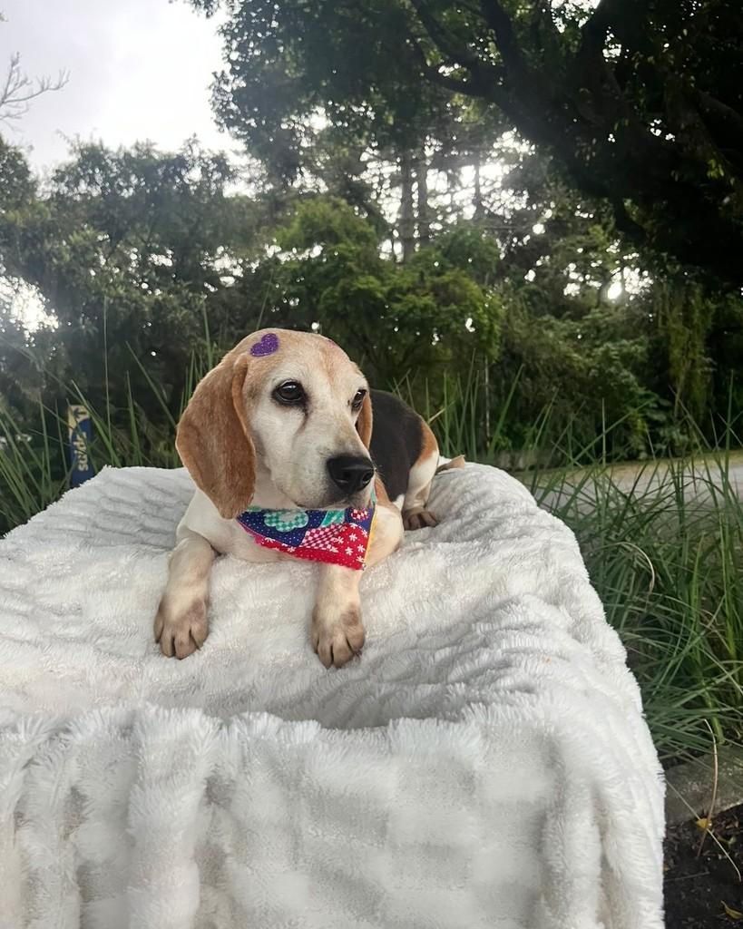 Molly, cadela de porte pequeno para adoção em Curitiba - PR — foto 2 de 7
