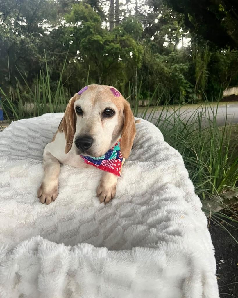 Molly, cadela de porte pequeno para adoção em Curitiba - PR — foto 3 de 7