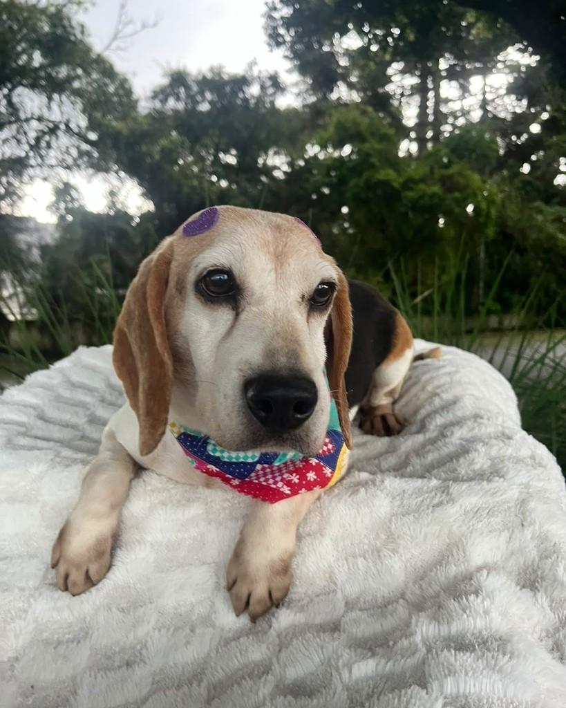 Molly, cadela de porte pequeno para adoção em Curitiba - PR — foto 4 de 7