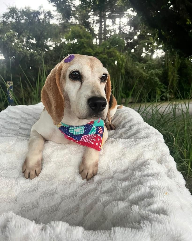 Molly, cadela de porte pequeno para adoção em Curitiba - PR — foto 5 de 7