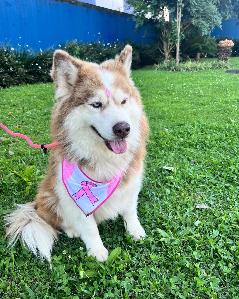 Sky, cadela de porte médio para adoção em Curitiba - PR — foto 2 de 7