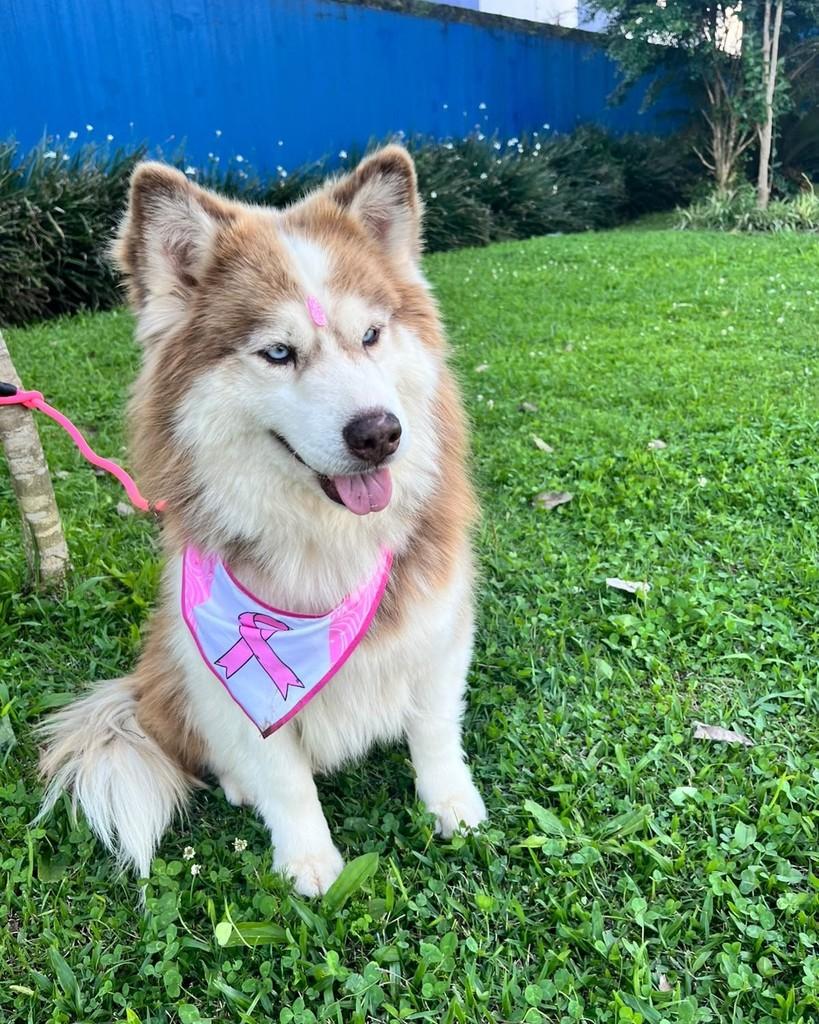 Sky, cadela de porte médio para adoção em Curitiba - PR — foto 3 de 7